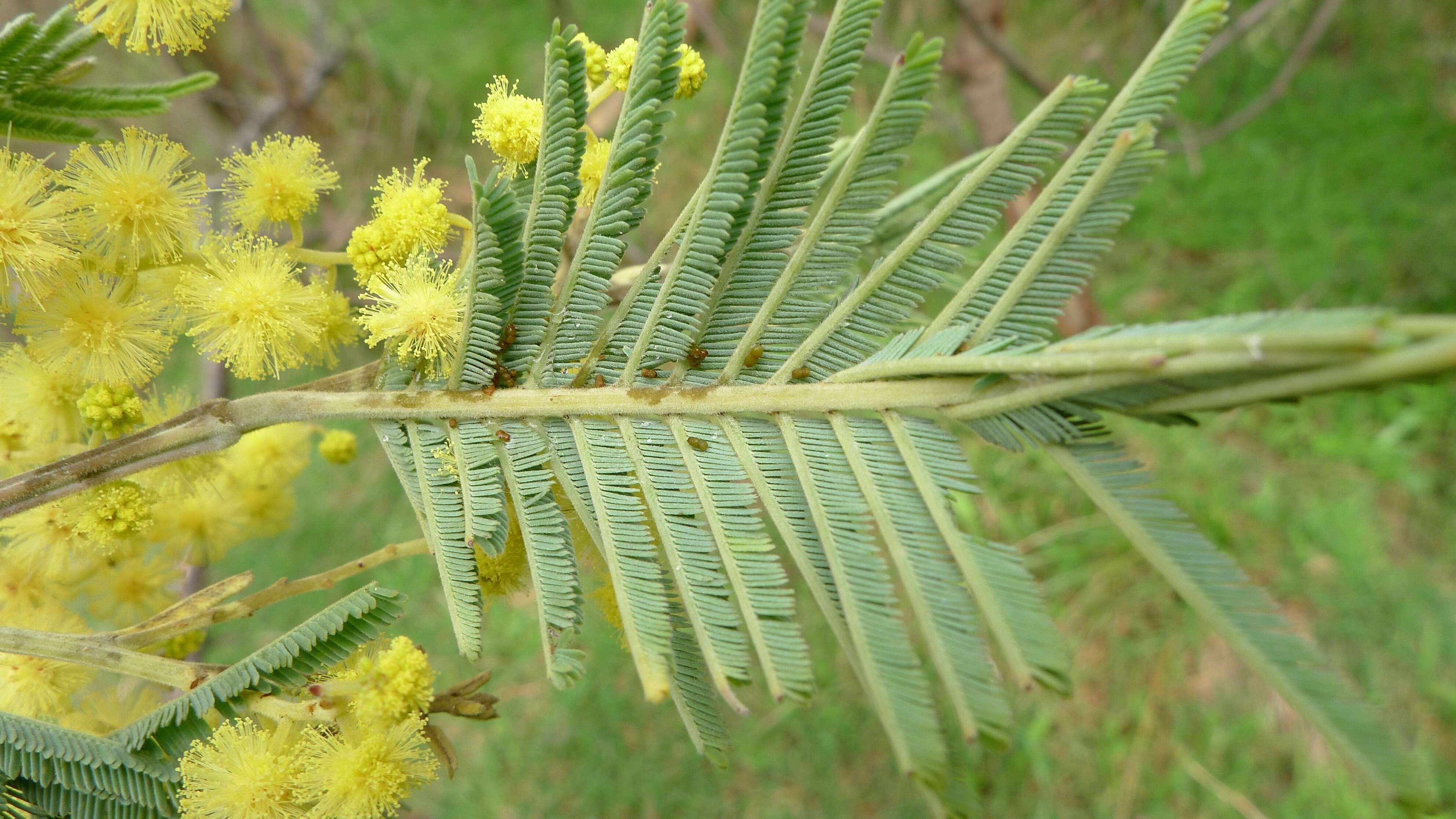 Image of black wattle