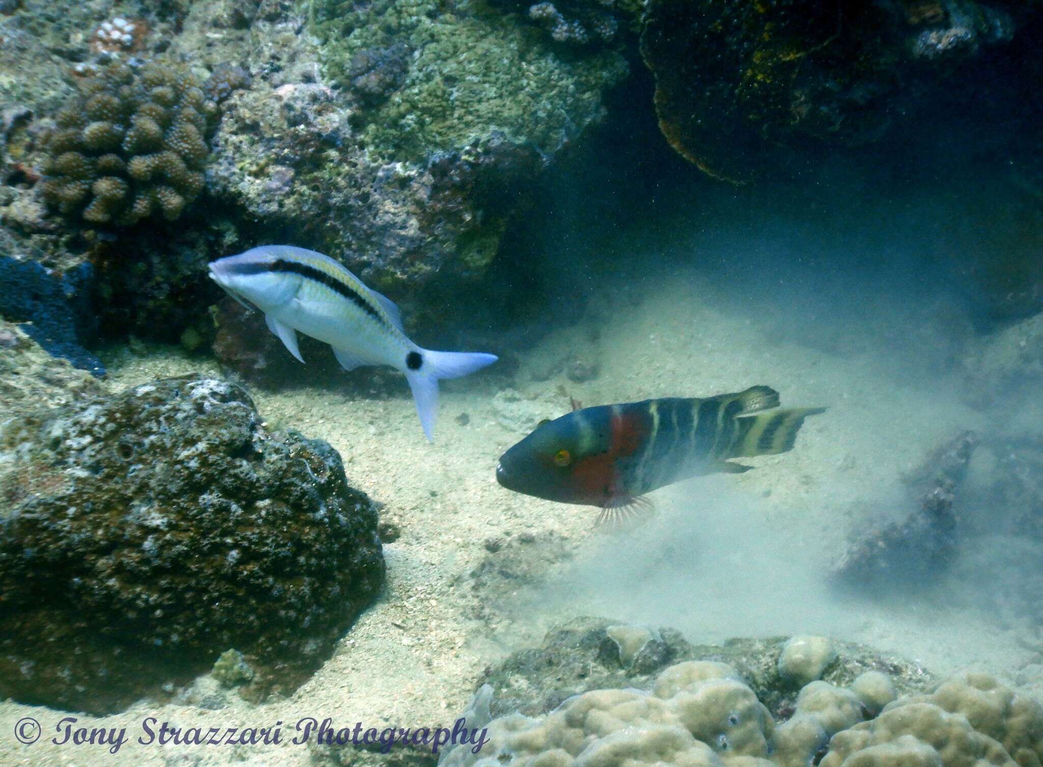 Image of dash-and-dot goatfish