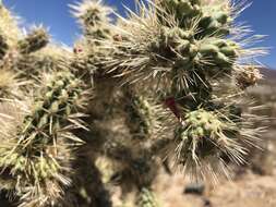 Image of Cylindropuntia alcahes (F. A. C. Weber) F. M. Knuth