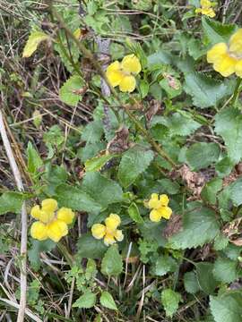 Image of Goodenia grandiflora Sims