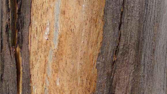 Image of Tasmanian blue gum