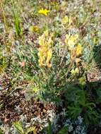 Image de Oxytropis kubanensis Leskov