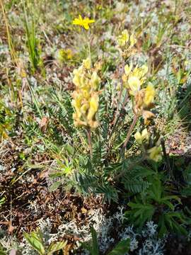 Image de Oxytropis kubanensis Leskov