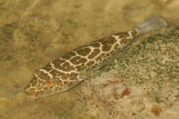 Image of Checkered Puffer