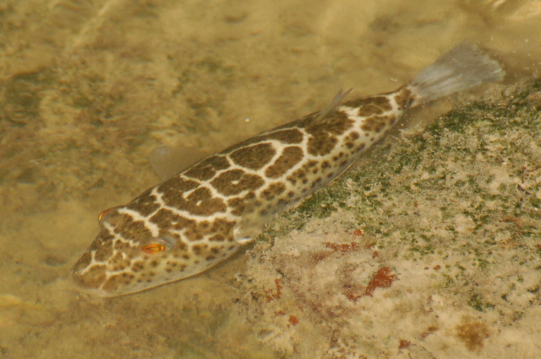 Image of Checkered Puffer