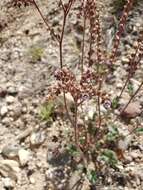 Image of Phacelia caerulea