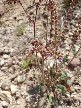 Imagem de Phacelia caerulea