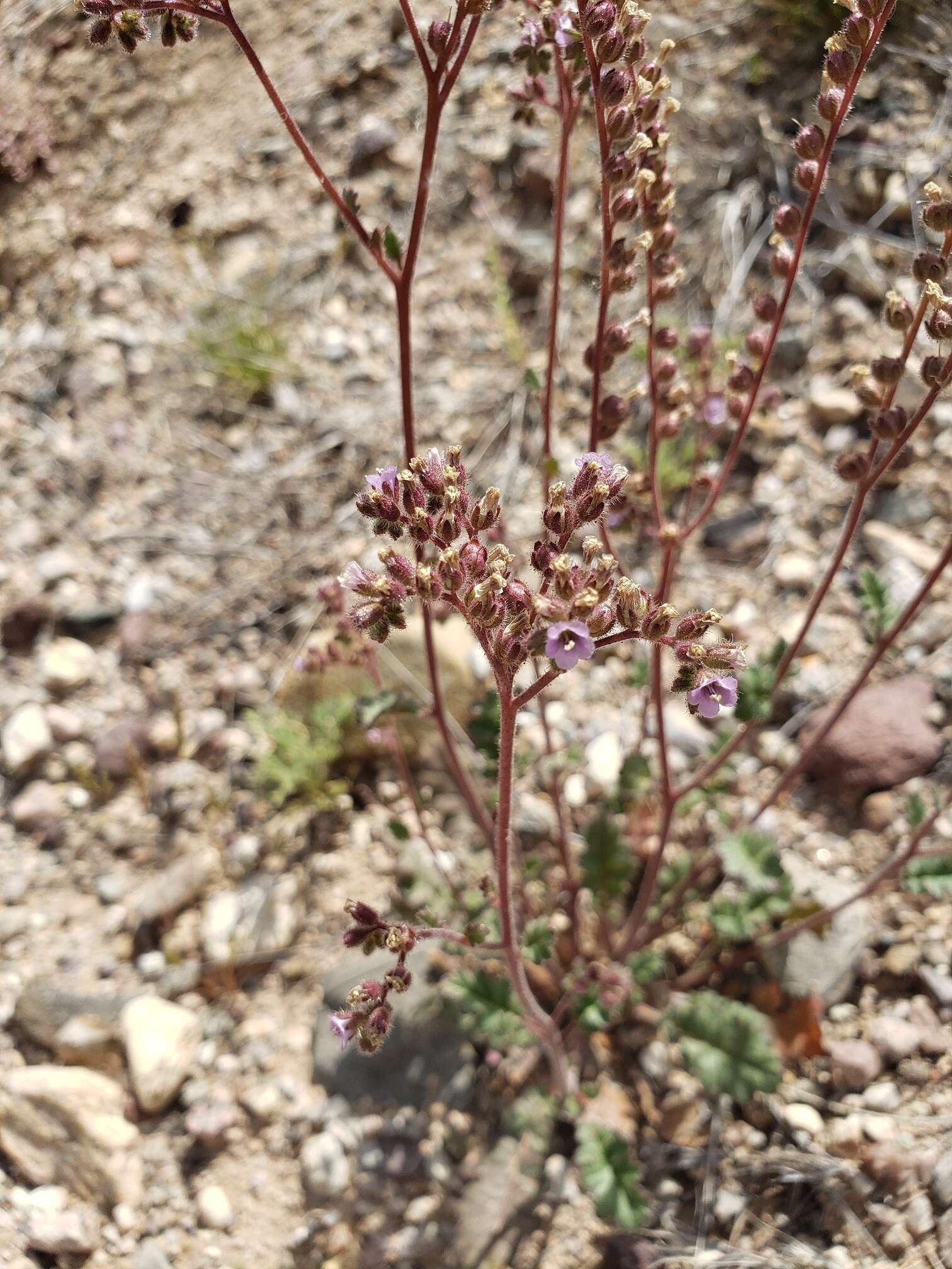 Image of Phacelia caerulea