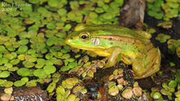 Image of Pond Frog
