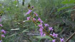 Image de Stylidium graminifolium Sw. ex Willd.