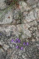 Image of Campanula martinii F. Fen., Pistarino, Peruzzi & Cellin.