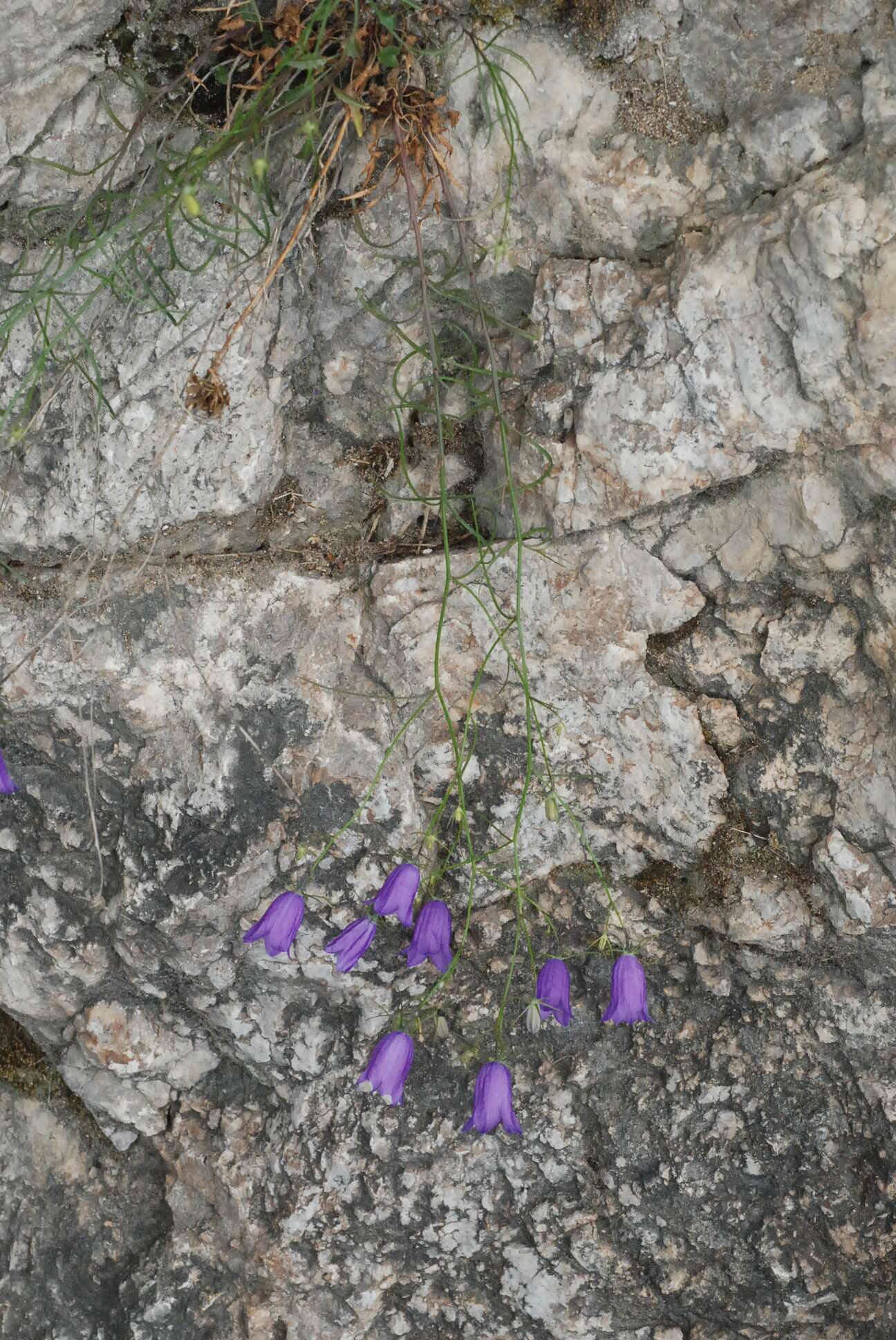 Image of Campanula martinii F. Fen., Pistarino, Peruzzi & Cellin.