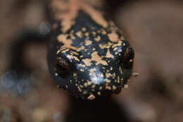 Image of Broadfoot Mushroomtongue Salamander