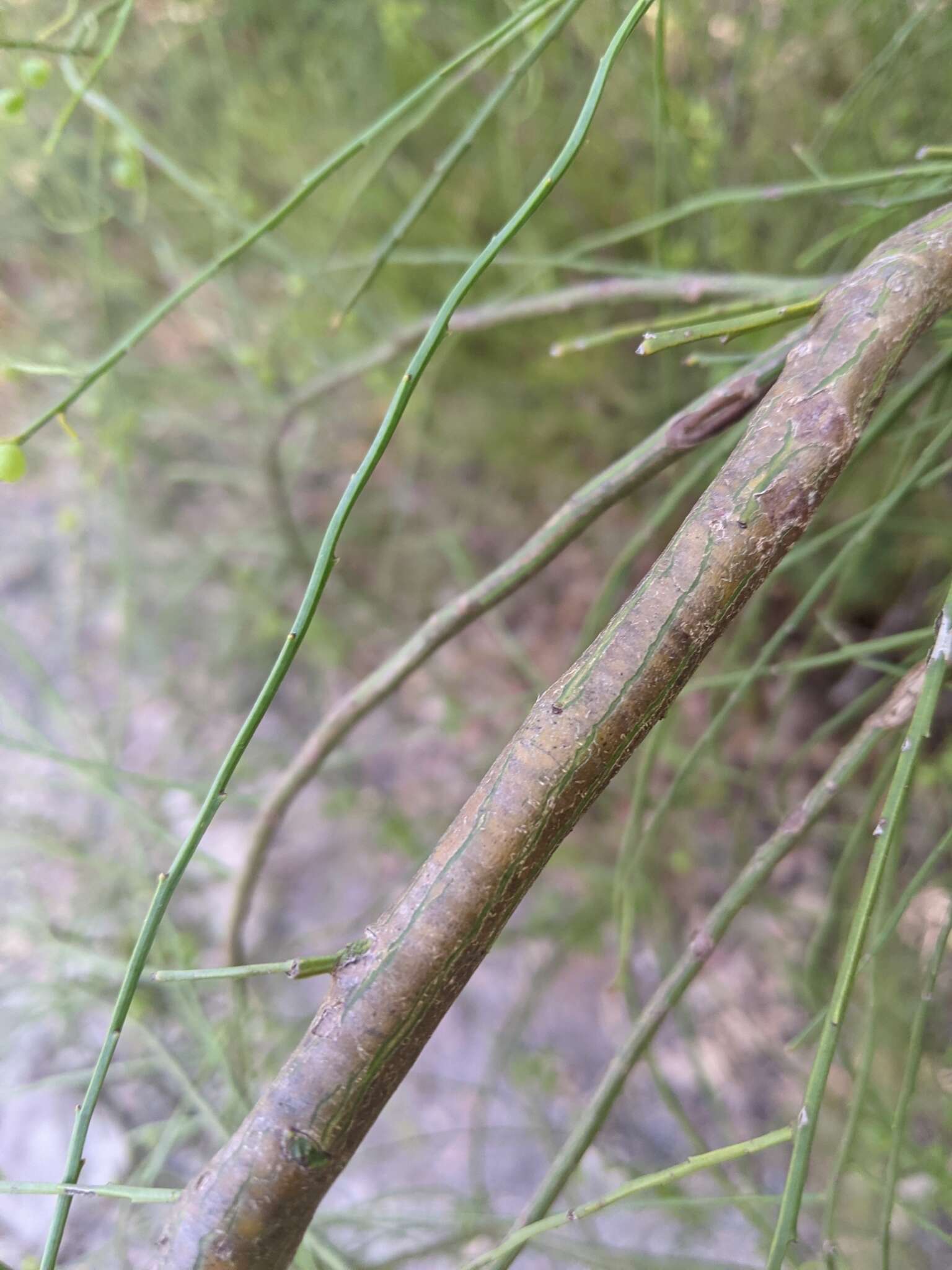 Image of Leptomeria acida R. Br.