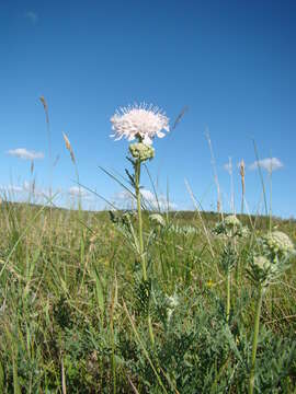 Image of Lomelosia isetensis (L.) J. Soják