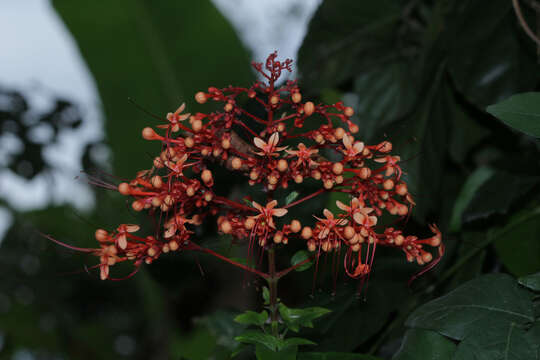 Слика од Clerodendrum paniculatum L.