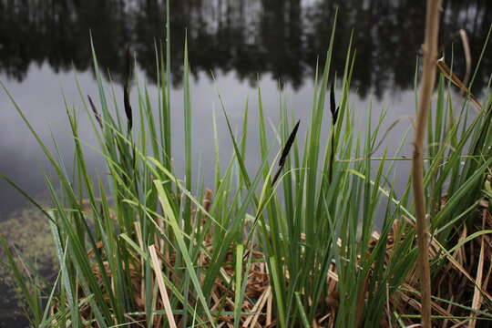 Image of Greater Pond-Sedge