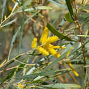 Image of Acacia torulosa Benth.