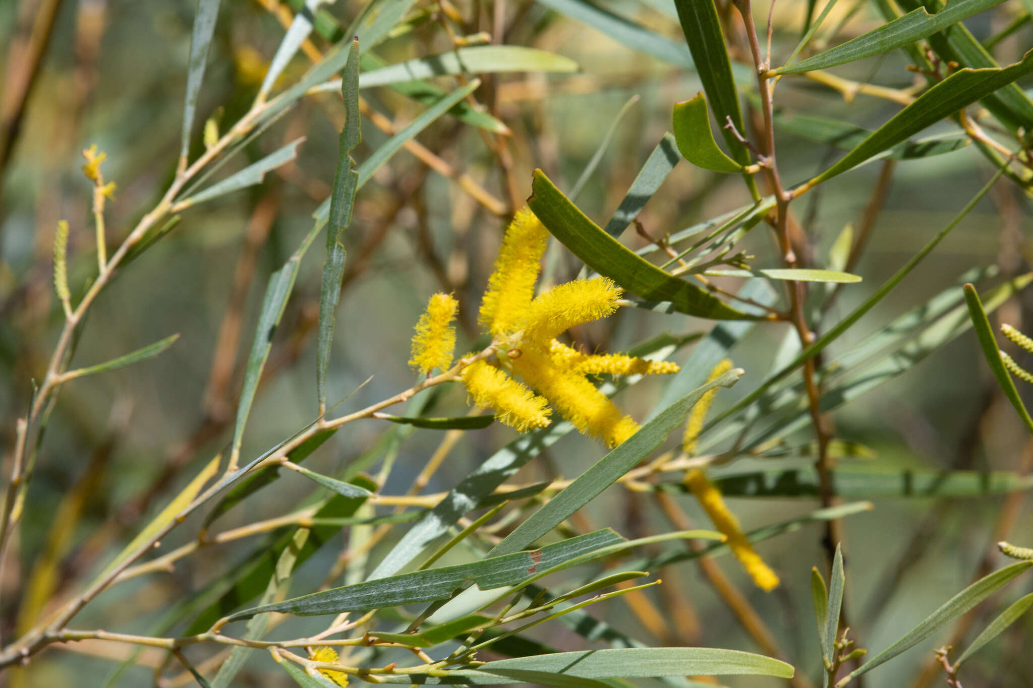 Imagem de Acacia torulosa Benth.