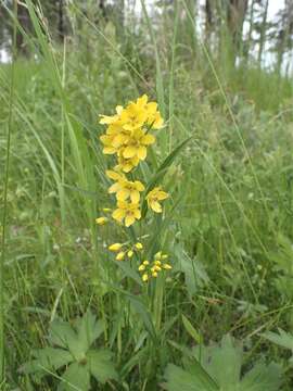 Image of Lysimachia davurica Ledeb.