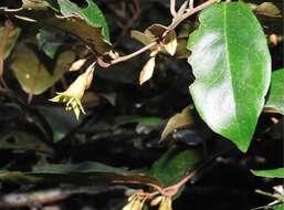 Image of Elaeagnus loureiroi Champ. ex Benth.