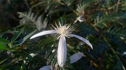 Imagem de <i>Clematis aristata</i>