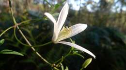 Imagem de <i>Clematis aristata</i>