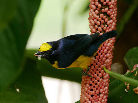 Image of Spot-crowned Euphonia