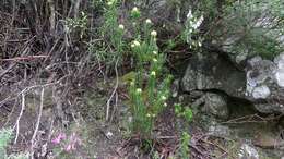 Image of Richea procera (F. Muell.) F. Muell.