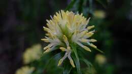 Image of Richea procera (F. Muell.) F. Muell.