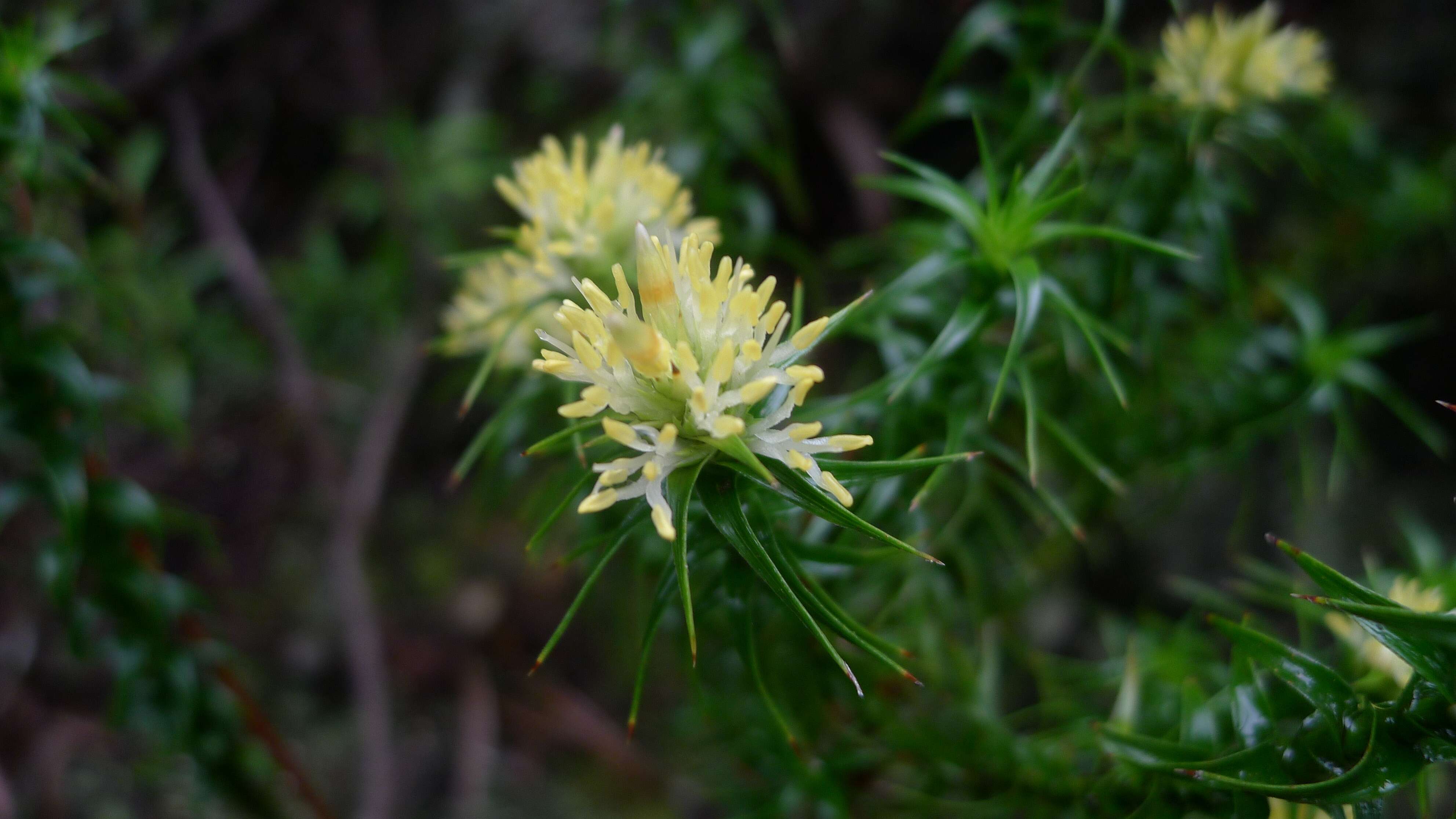 Image of Richea procera (F. Muell.) F. Muell.