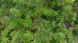 Image of silver banksia