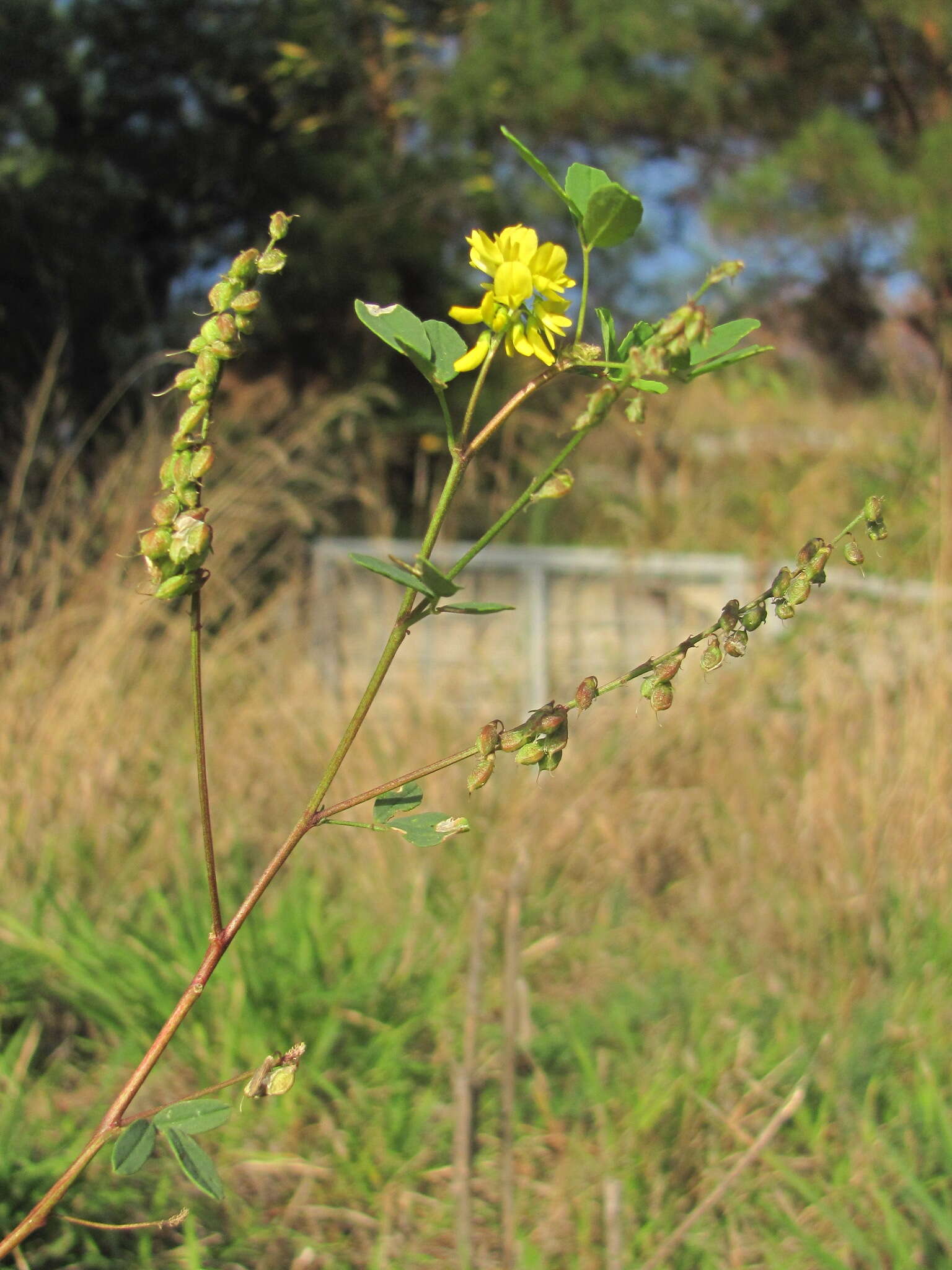 Imagem de Melilotus hirsutus Lipsky