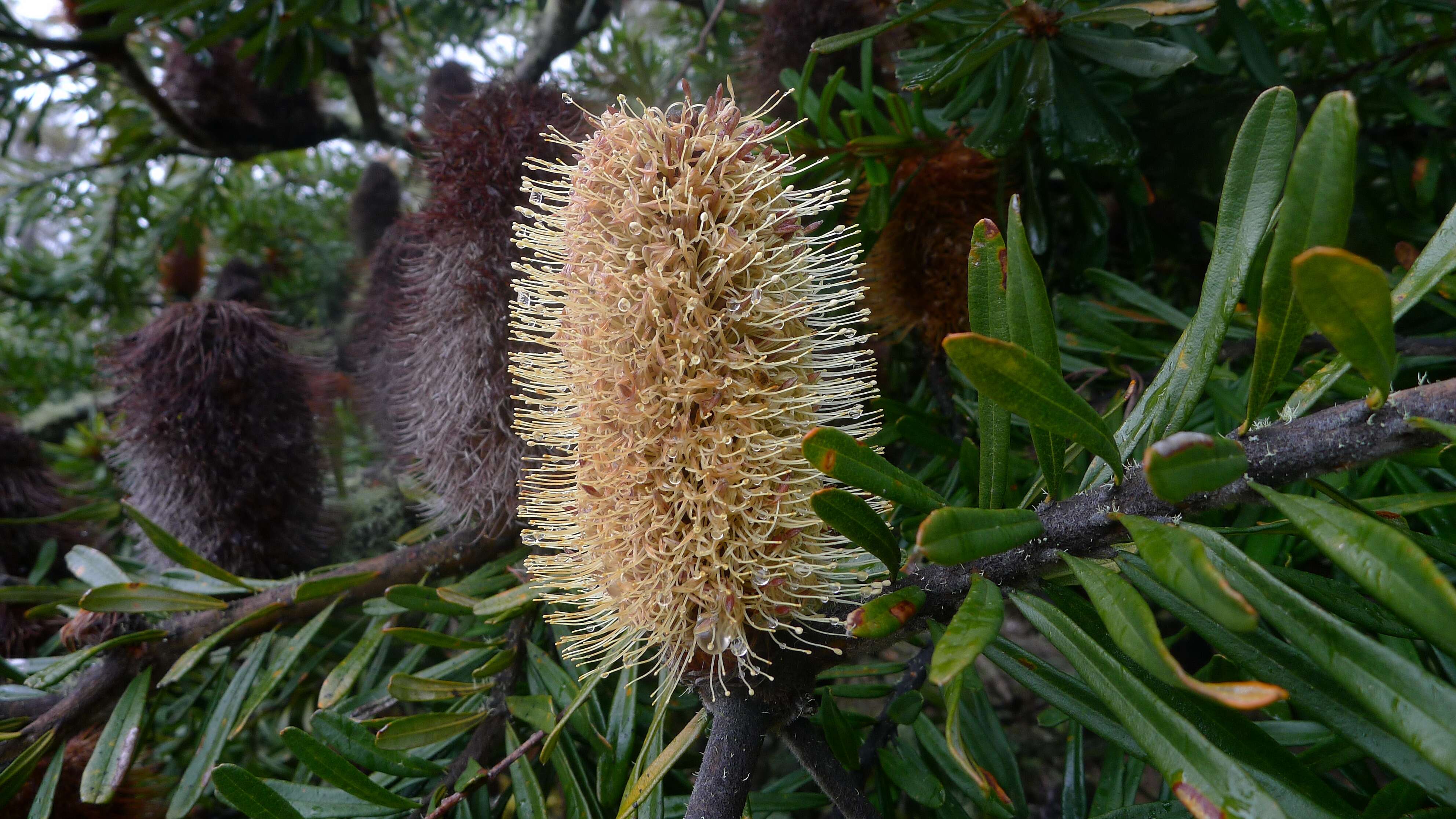 Image of silver banksia