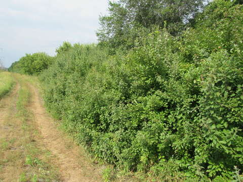 Image of Prunus spinosa subsp. dasyphylla (Schur) Domin