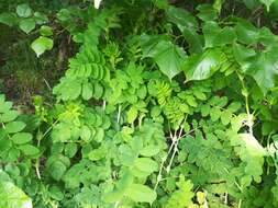 Image of licorice milkvetch