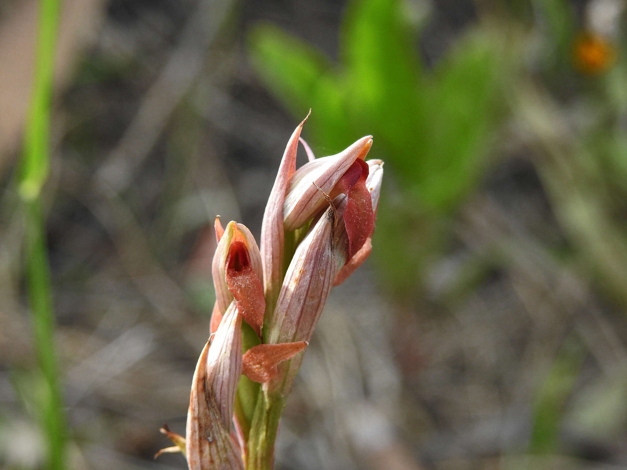 Image of Small-flowered serapias