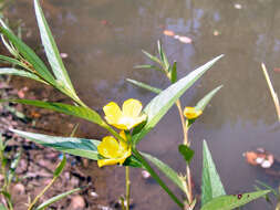 صورة Ludwigia decurrens Walt.