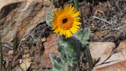 Plancia ëd Hulsea californica A. Gray