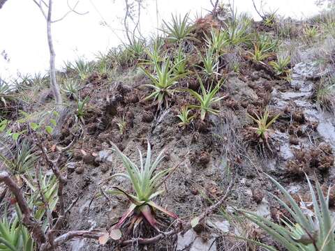 Image of Hechtia laevis L. B. Sm.