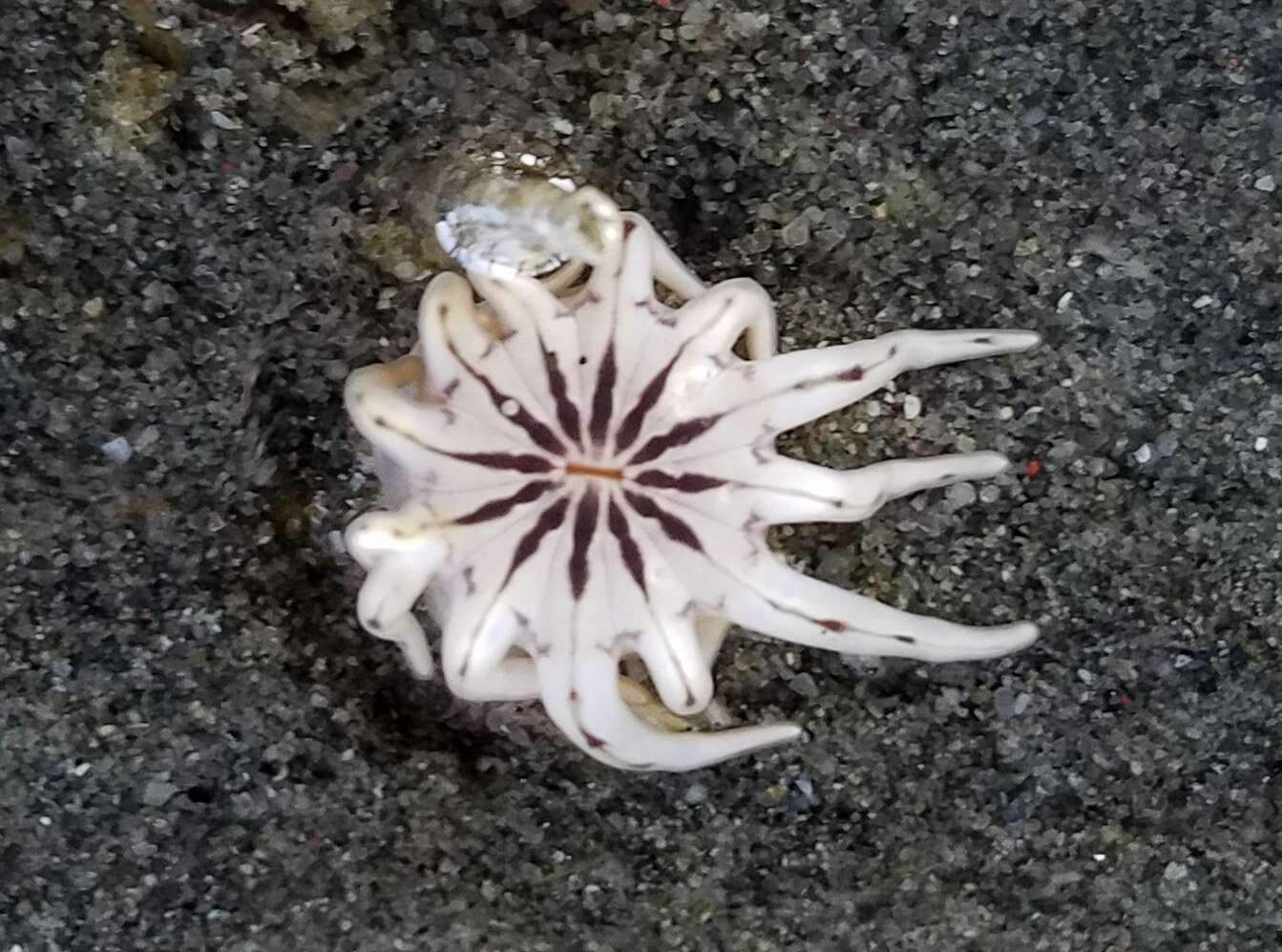 Image of cryptic burrowing anemone