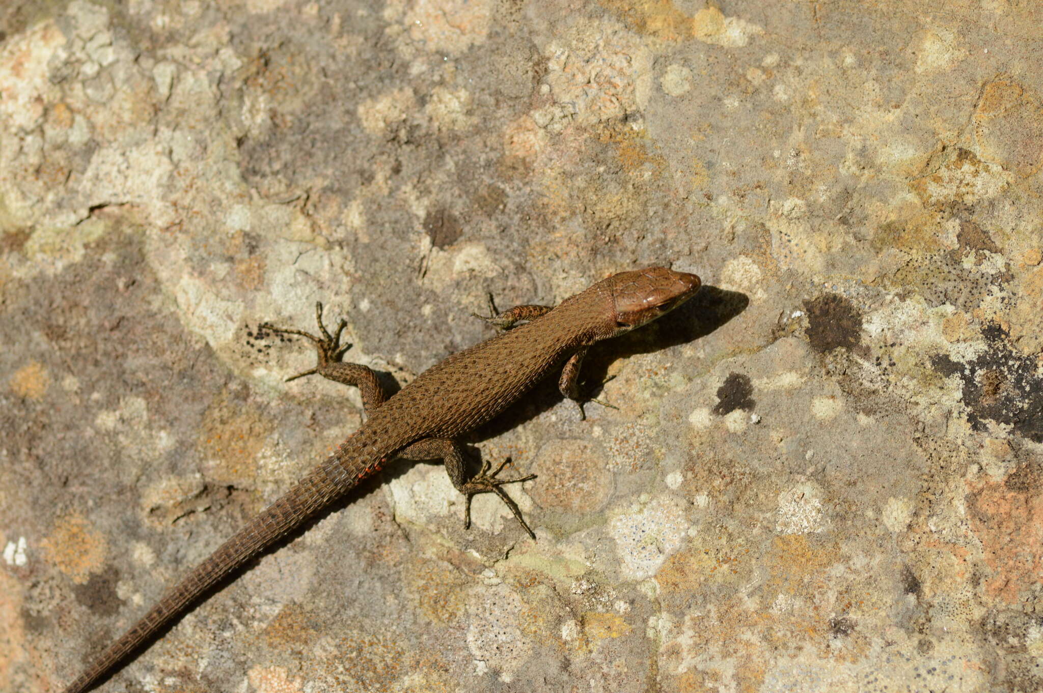 Image of Blue-throated Keeled Lizard