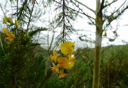 صورة Aspalathus uniflora subsp. willdenowiana (Benth.) R. Dahlgren