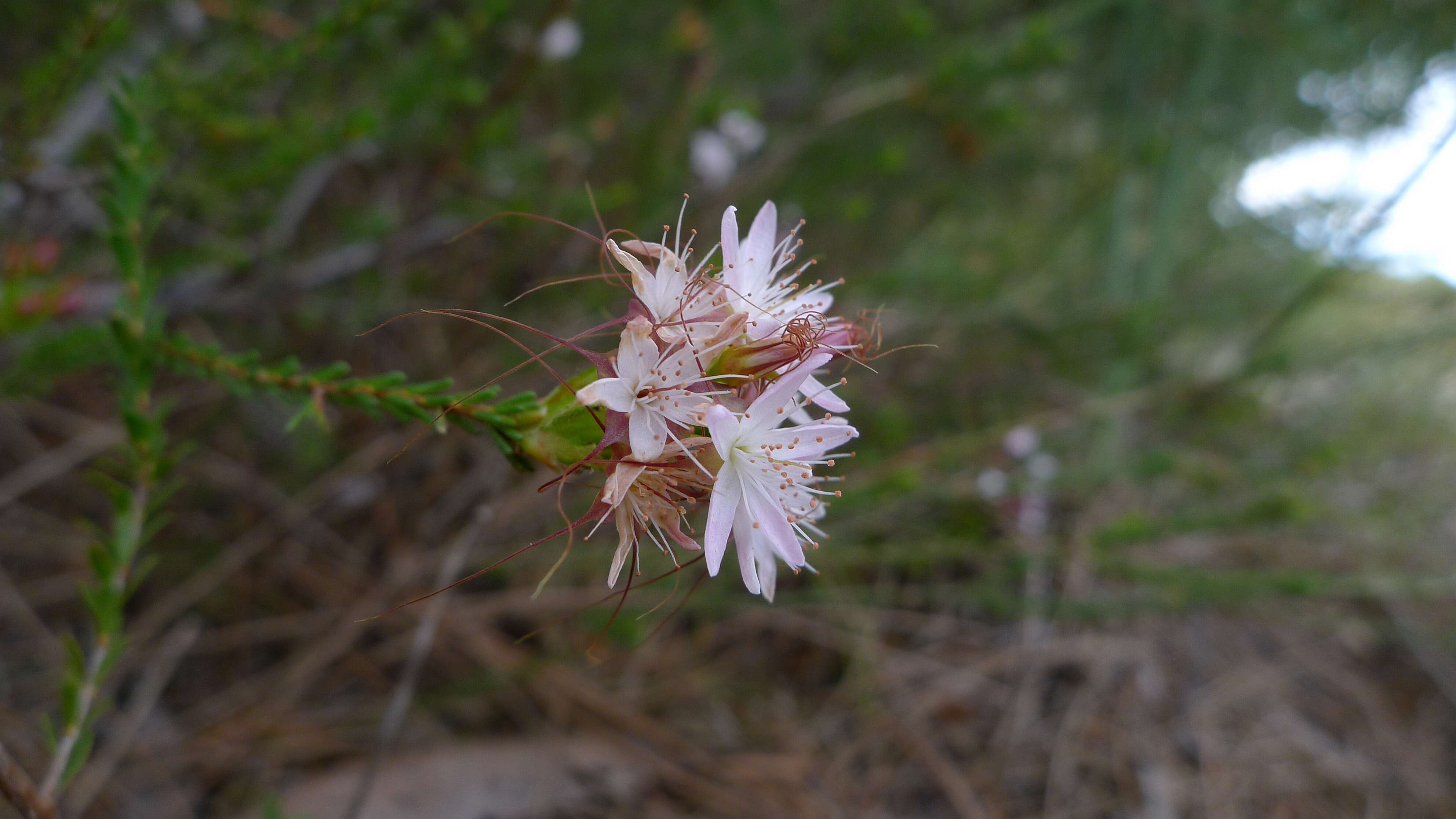 Image of Calytrix tetragona Labill.