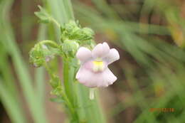 Image of snapdragon