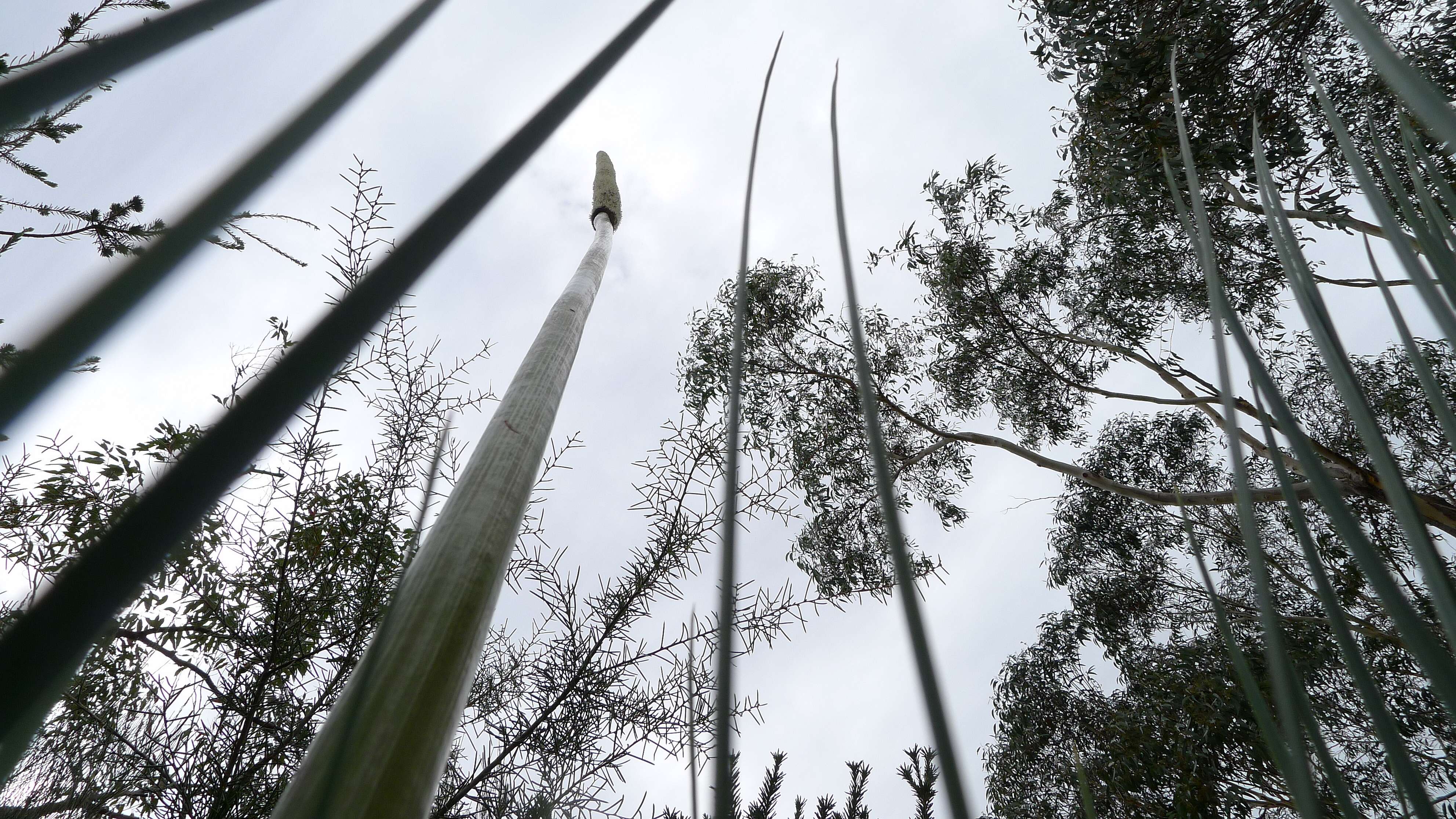 Image of Xanthorrhoea resinosa Pers.