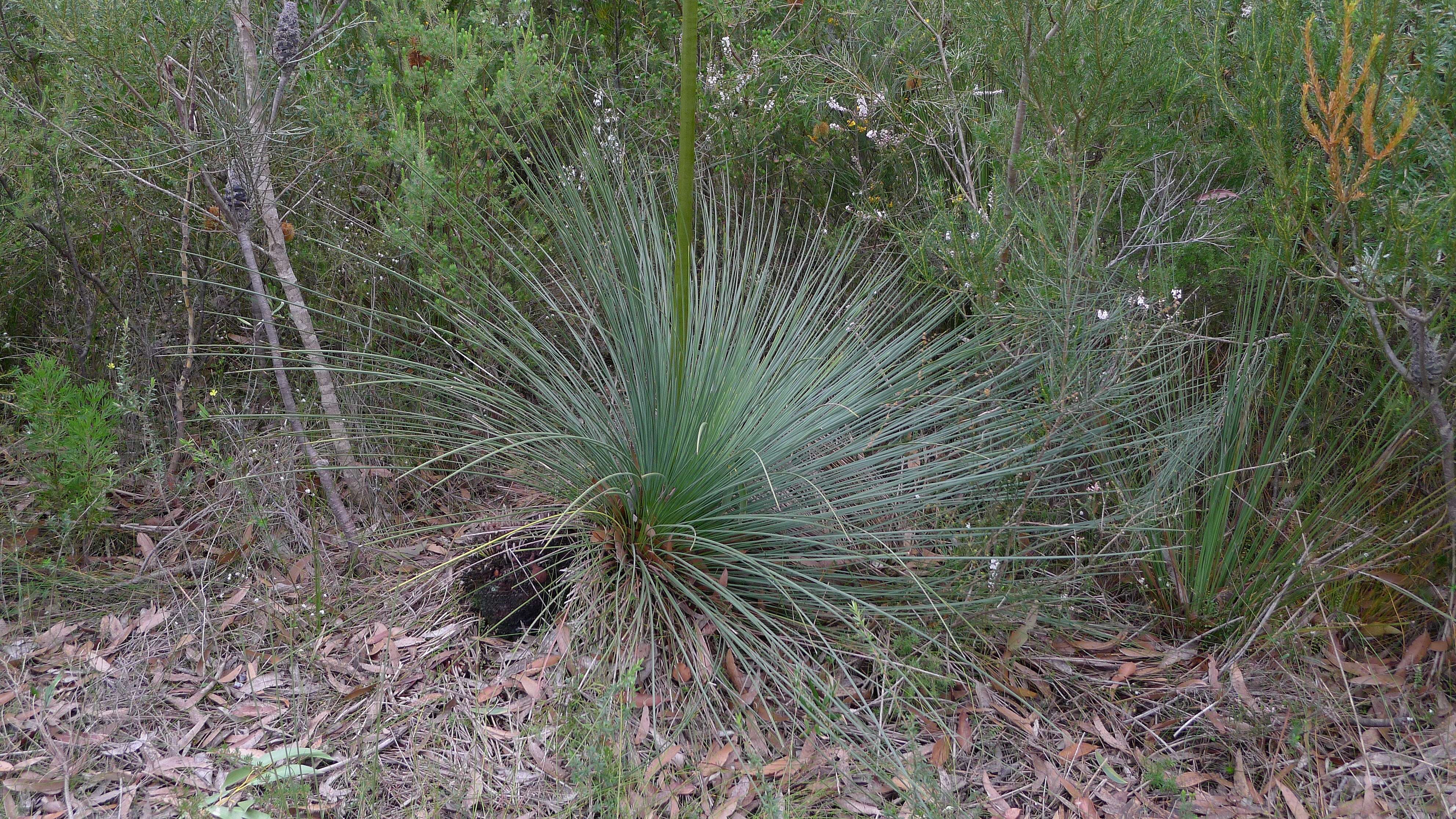 Image of Xanthorrhoea resinosa Pers.