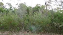 Image of Xanthorrhoea resinosa Pers.