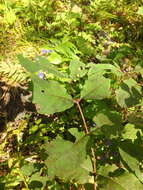 Sivun Lonicera caucasica subsp. orientalis (Lam.) Chamberlain & Long kuva