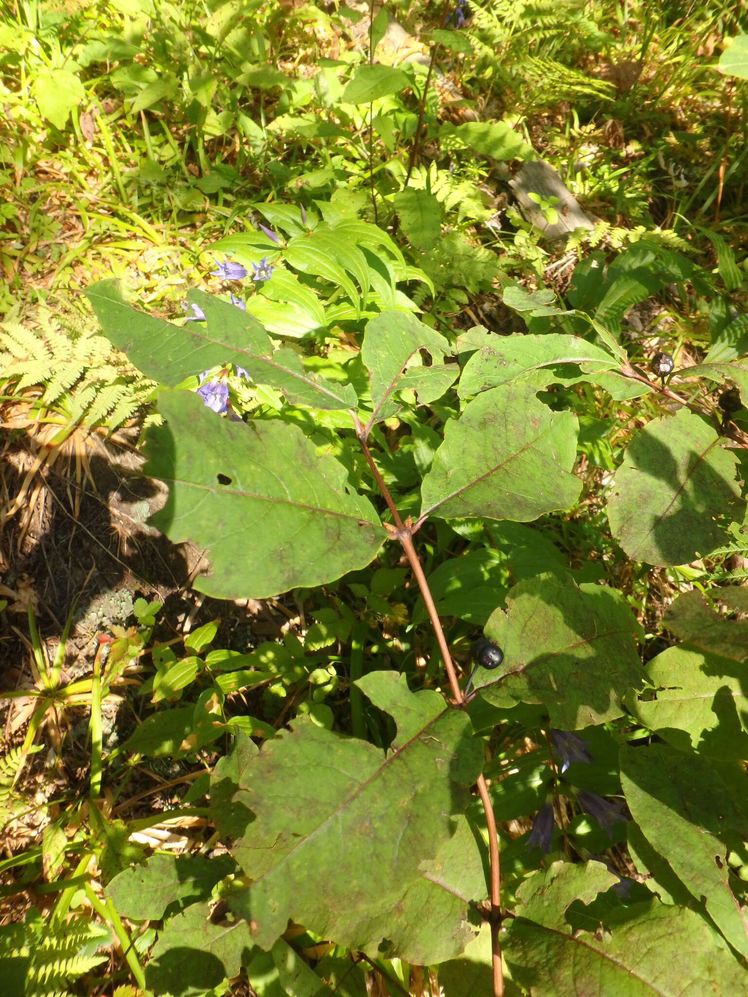 Image de Lonicera caucasica subsp. orientalis (Lam.) Chamberlain & Long